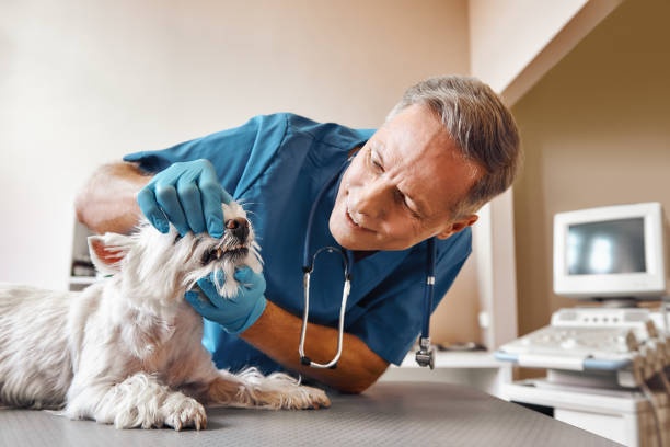 Best Emergency Care for Gum Disease in Aledo, TX
